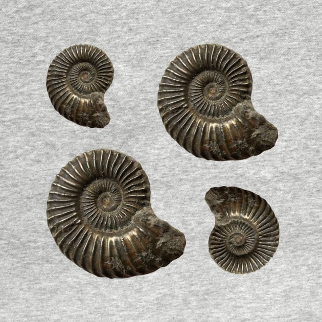 Fossil Ammonite by Diggertees4u